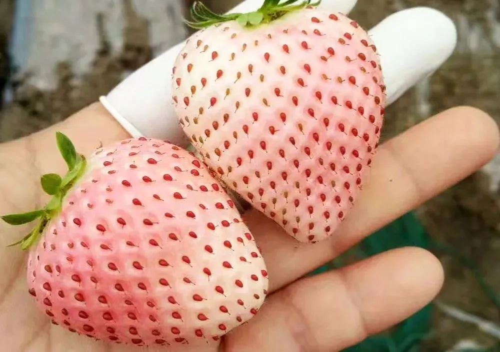 菠萝和草莓这两种水果大家想必都十分熟悉 那么,你知道菠萝莓是什么