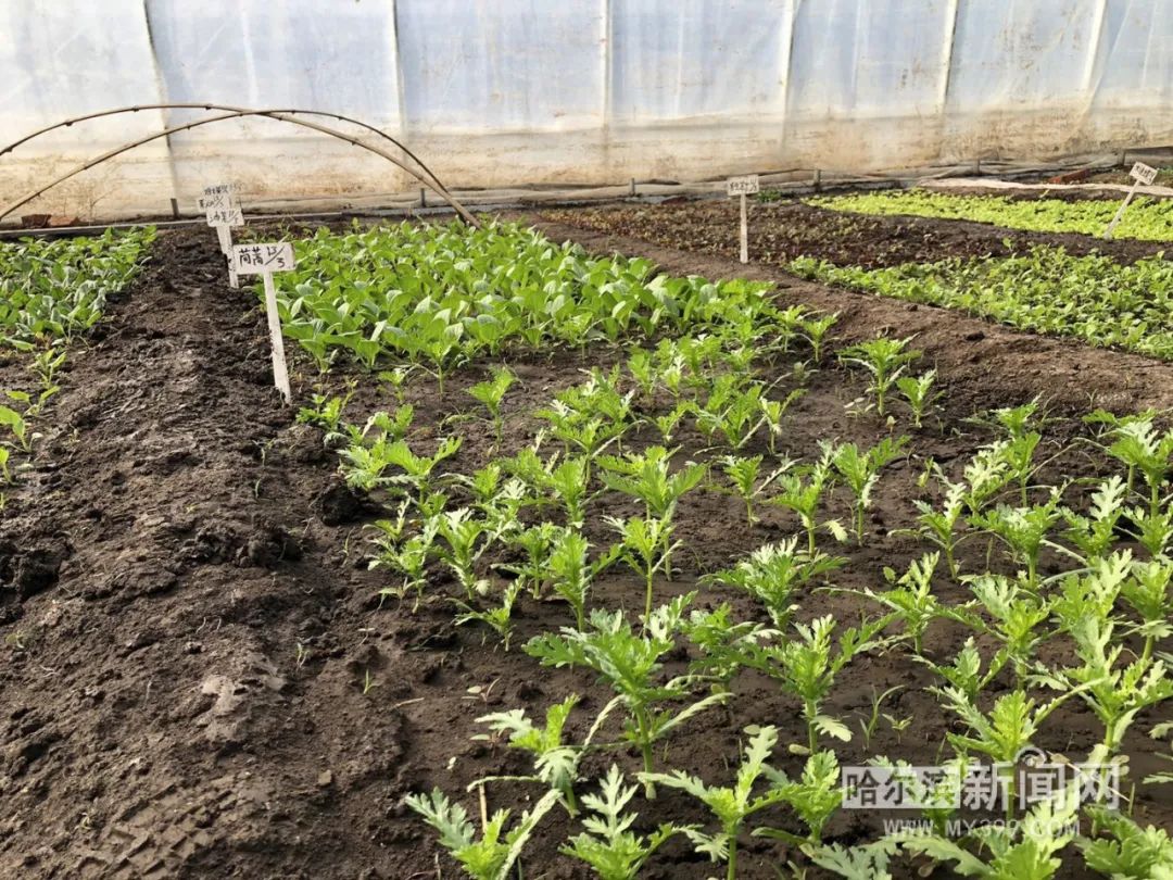 位于道里区老机场路的闫家岗农场新增300多亩原生态绿色蔬菜种植基地