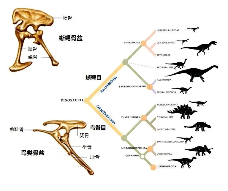 harry seeley)在1888年根据恐龙的骨盆结构,将恐龙分为蜥臀目与鸟臀目