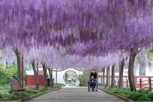 上海嘉定 嘉定紫藤园