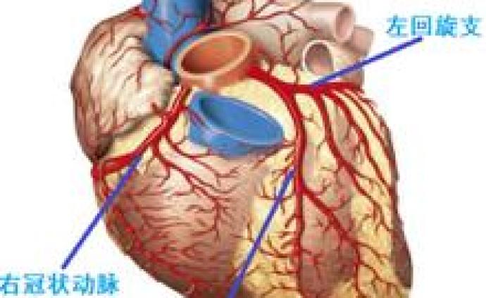 心脏的构造之心脏自身血供系统——冠状动脉
