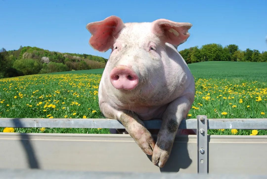 当猪年遇上"超级猪周期",站在风口上的"猪"还能飞多久?