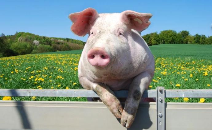 当猪年遇上"超级猪周期",站在风口上的"猪"还能飞多久?