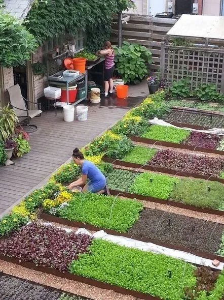 美丽庭院她课堂2020年美丽庭院如何营建花园式菜园