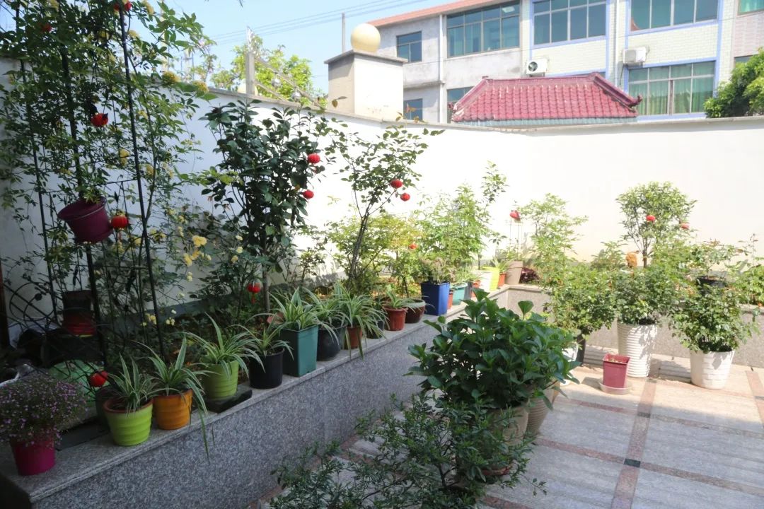 美丽庭院|巾帼扮靓美丽庭院,助力农村人居环境整治