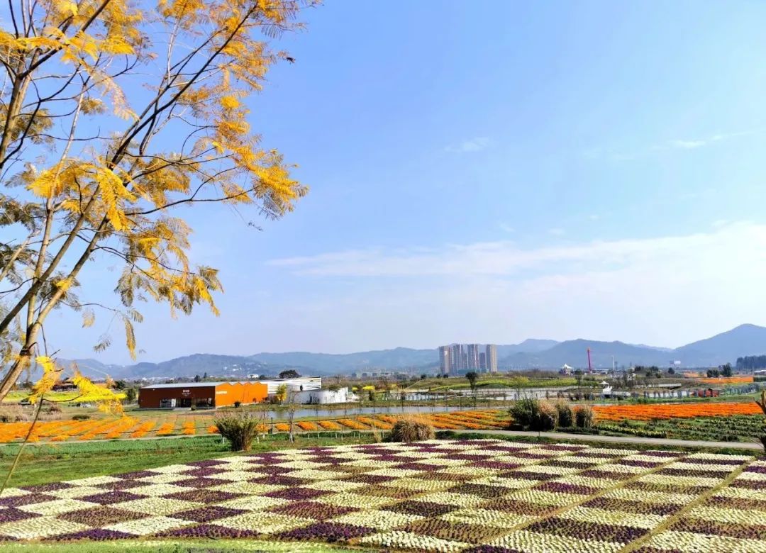 网红景点成都市"最美赏花基地"国家级aaaa景区作为四川省十大赏花旅游