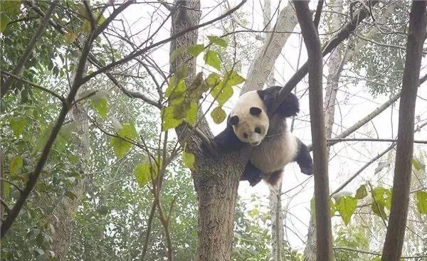 大熊猫毛笋远嫁丹麦抱树思故乡