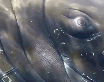 不仅伤害镜片 还有可能损伤角膜 @六知健康 @奔波儿灞与灞波儿奔