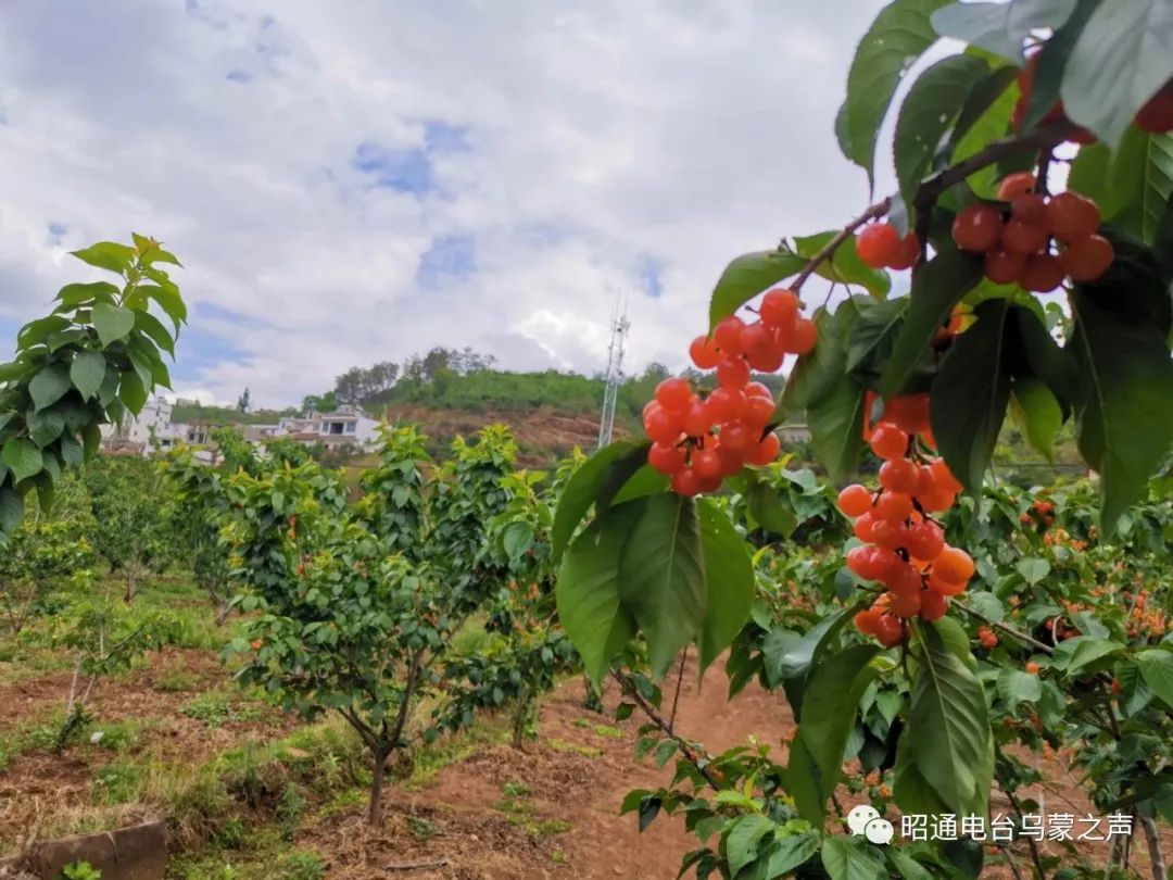 昭通鲁甸县小寨镇樱桃园成为5.1期间游客的好去处!