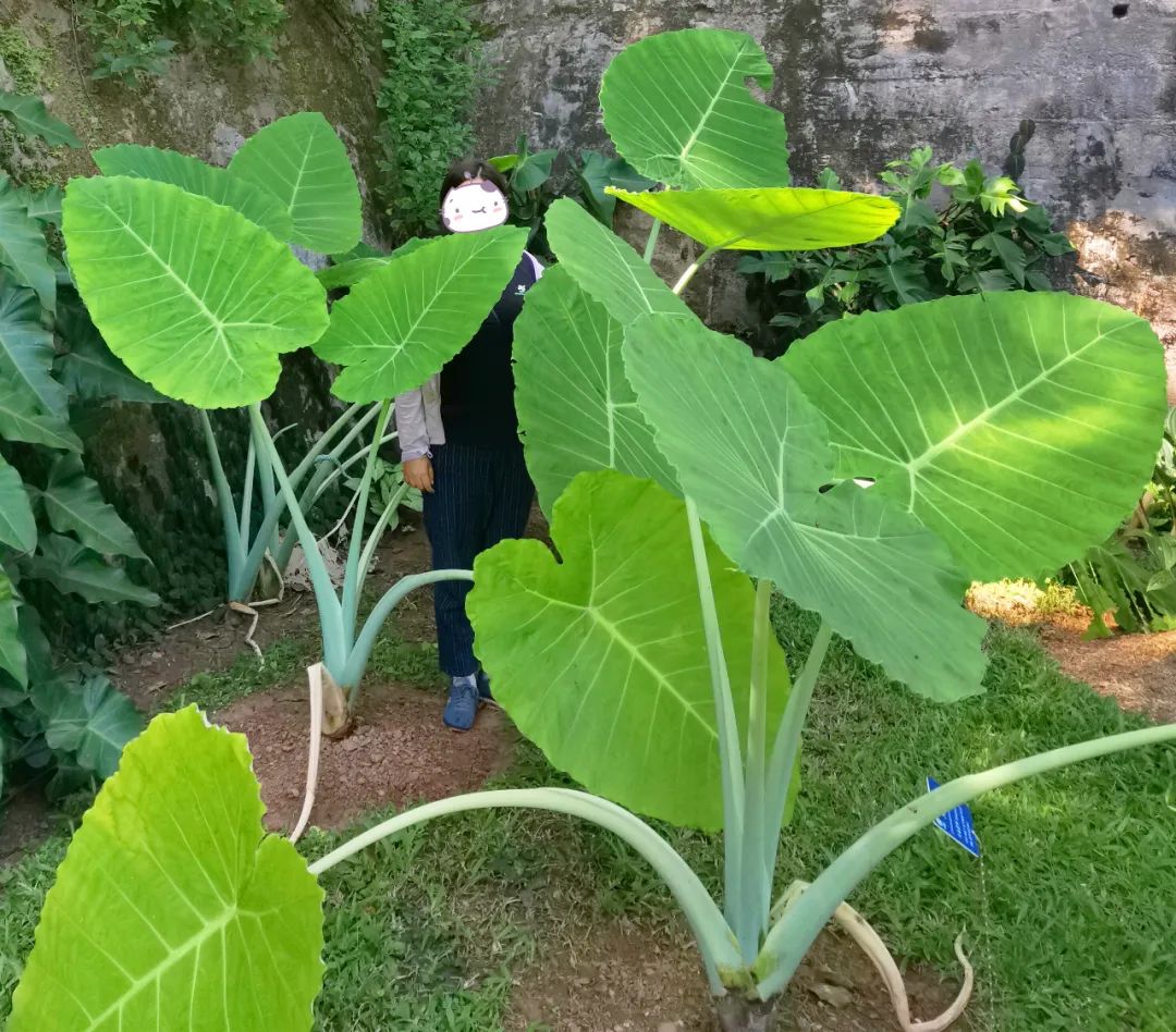 探寻动森里的无名之辈(上)