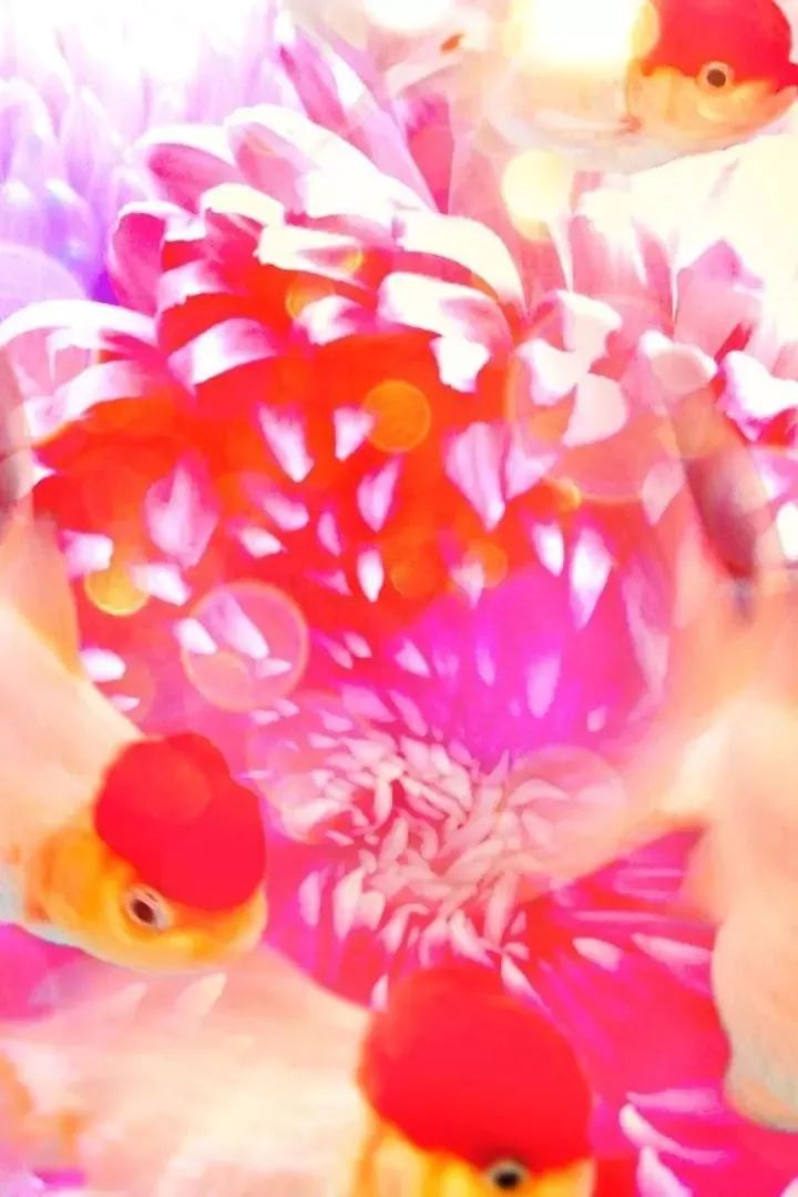 东京版《欲望都市》:蜷川实花华丽绚烂的followers(最新发布)