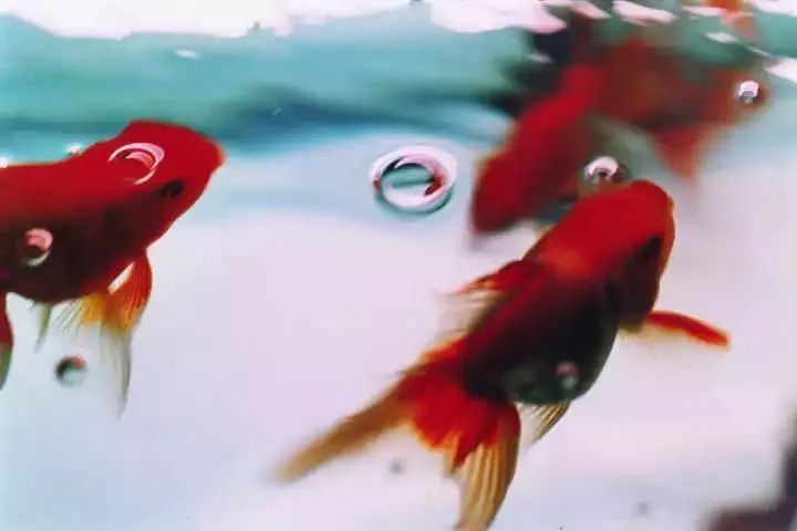 东京版《欲望都市》:蜷川实花华丽绚烂的followers(最新发布)