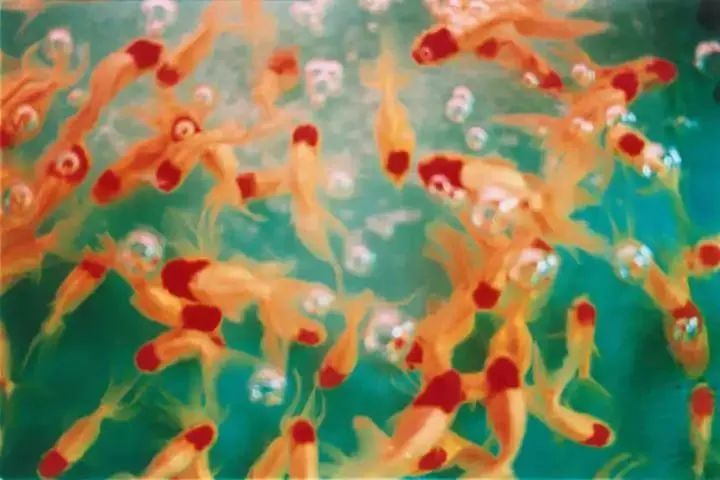 东京版《欲望都市》:蜷川实花华丽绚烂的followers(最新发布)