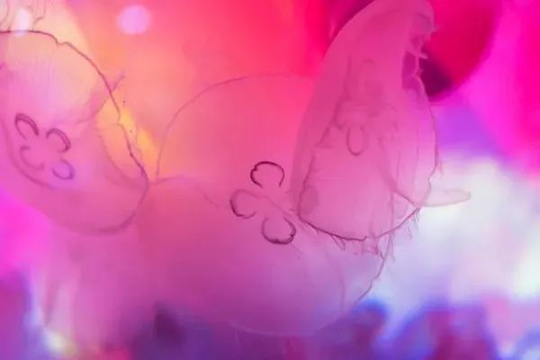 东京版《欲望都市》:蜷川实花华丽绚烂的followers(最新发布)