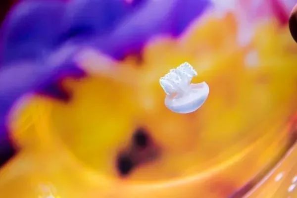 东京版《欲望都市》:蜷川实花华丽绚烂的followers(最新发布)