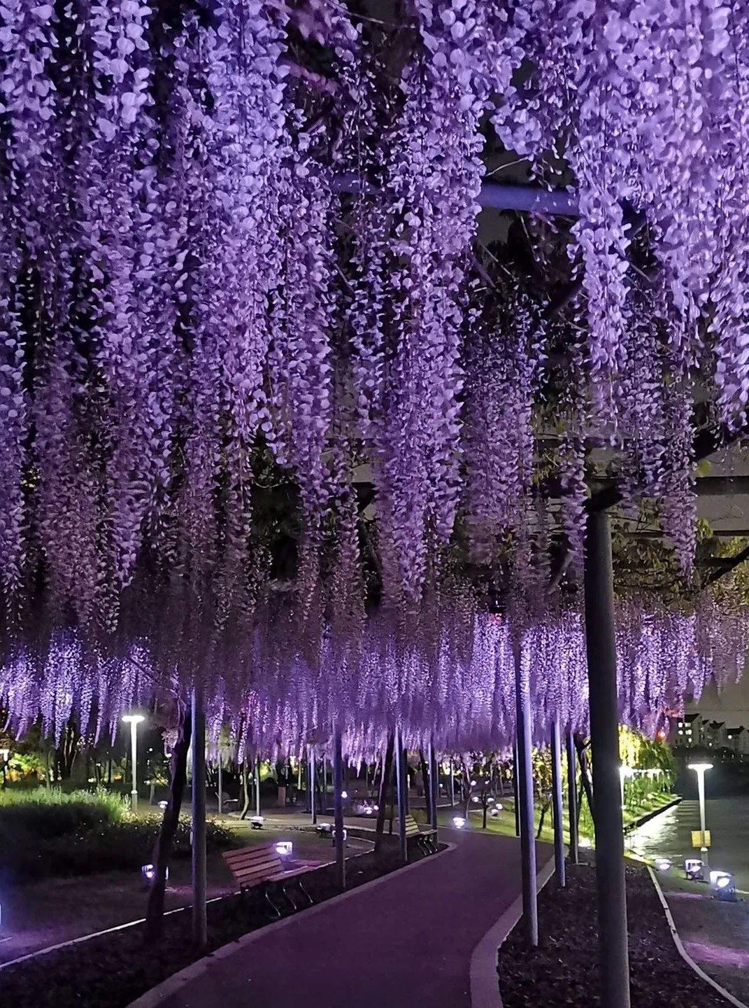 沪语诵读《夜幕之中的紫云廊》!内附独家珍藏版紫藤花