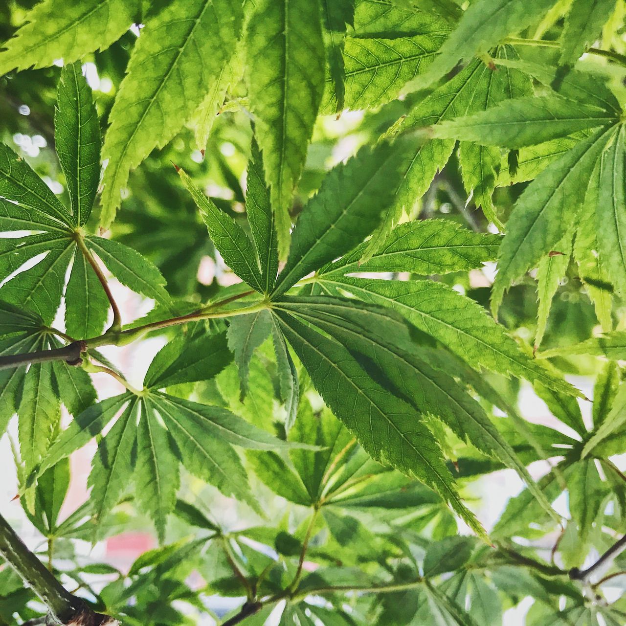 立夏节气 | 品读司马光诗词，了解夏的生长