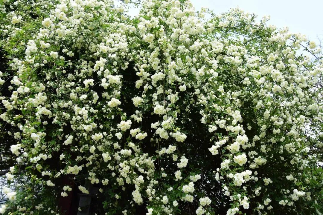 辰山植物园的单瓣白木香和重瓣黄木香也是美得毫不逊色.