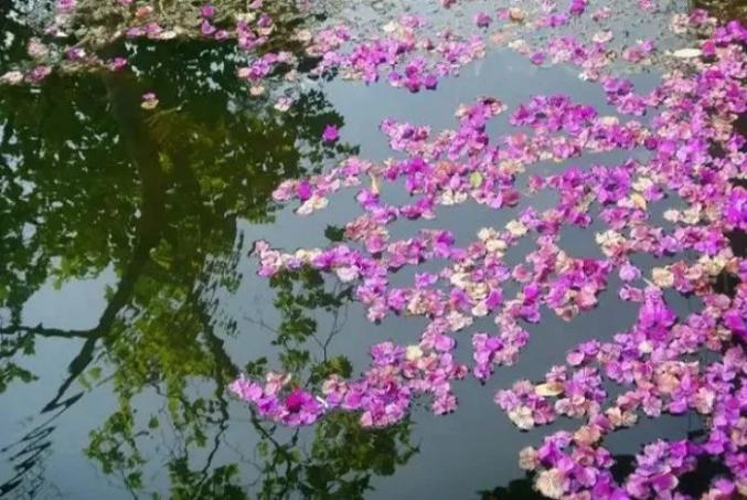 立夏:一曲《微风细雨》一瓣花落,岁月芬芳.真美!