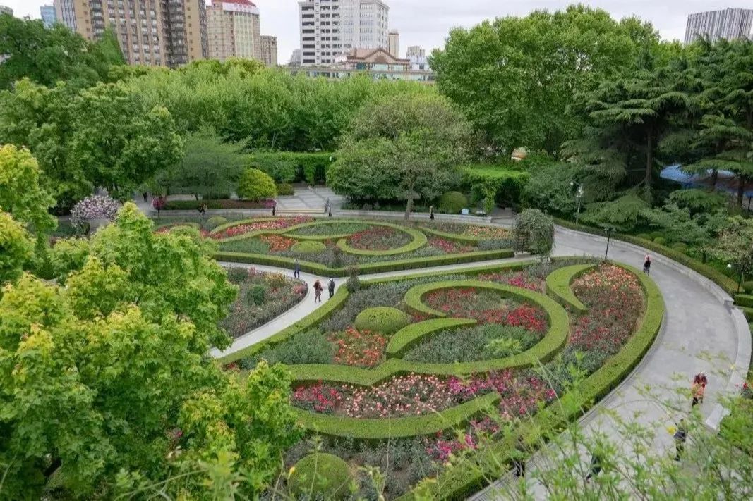 公园西北角有一处"玫瑰园,2万余株月季与常绿整形绿篱呈现出模纹图案