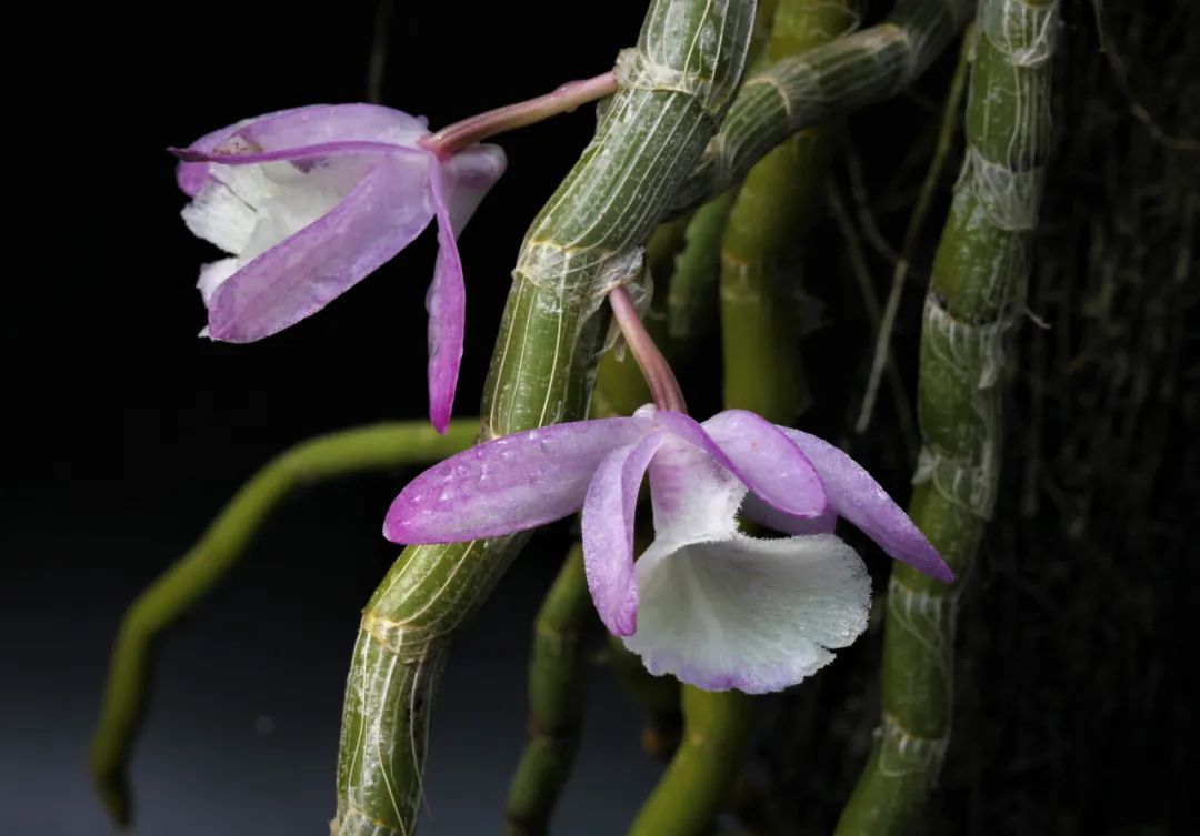 石斛花茶不完全品鉴手册上