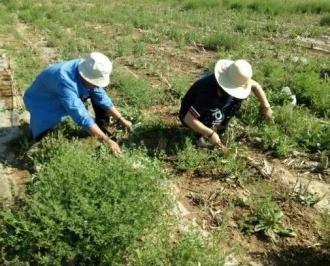 【城事】又是一年苦菜香,走,带上小铲铲去挖苦菜