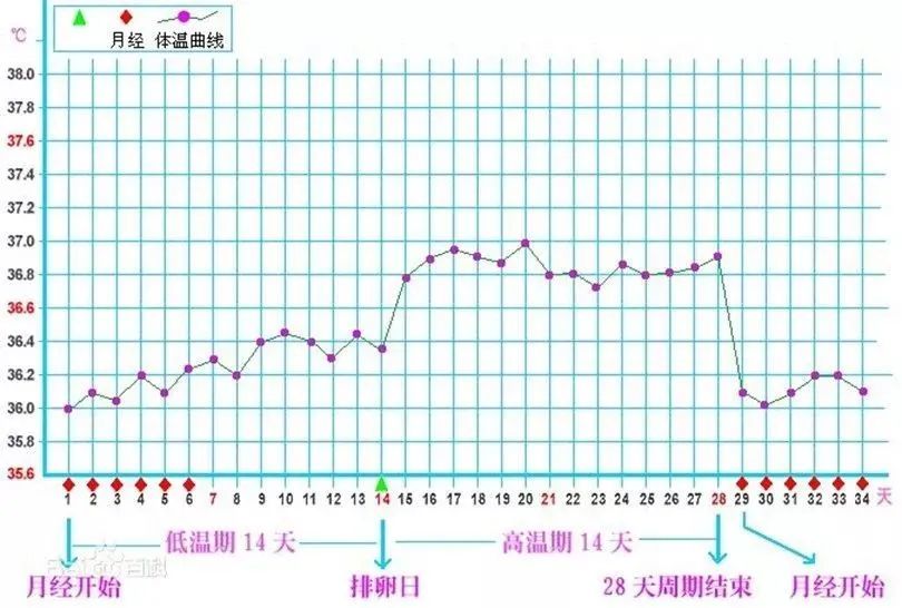 排卵性月经周期(双相性)