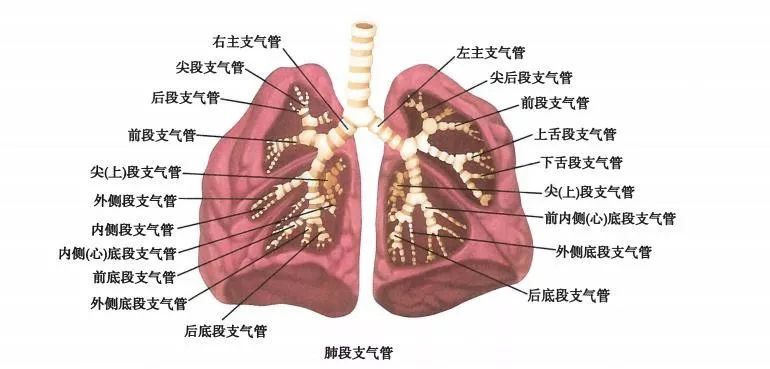 高清图解:我们的肺原来长这样的,一文带你看清肺部结构