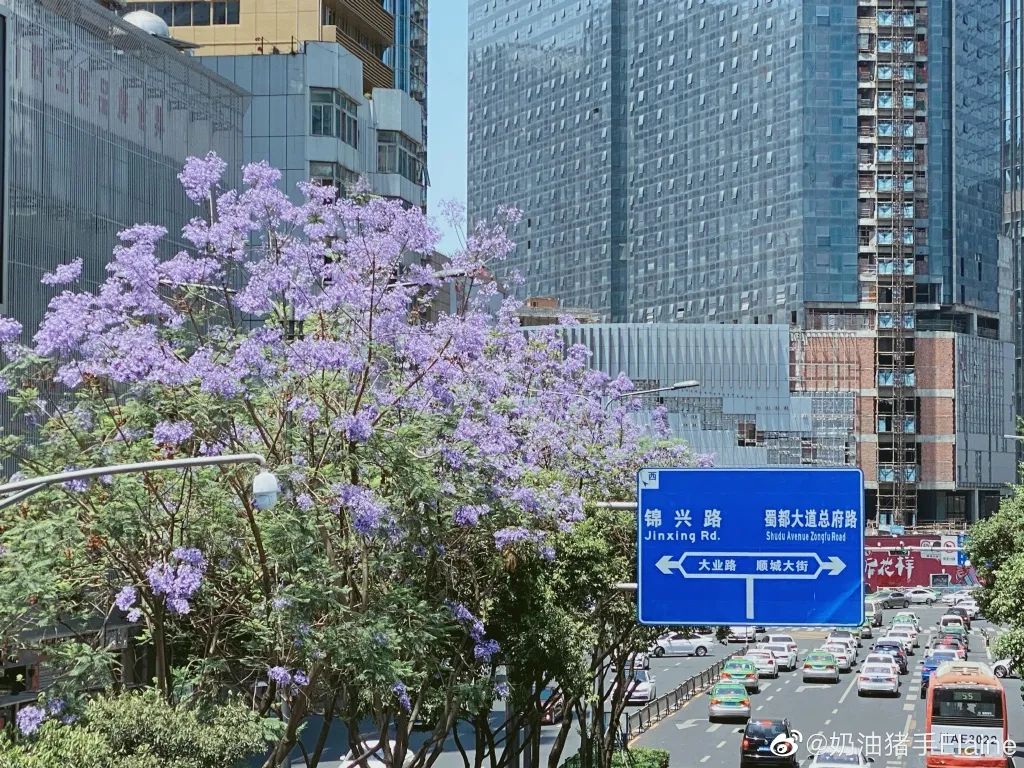 5月成都,蓝花楹,美呆了