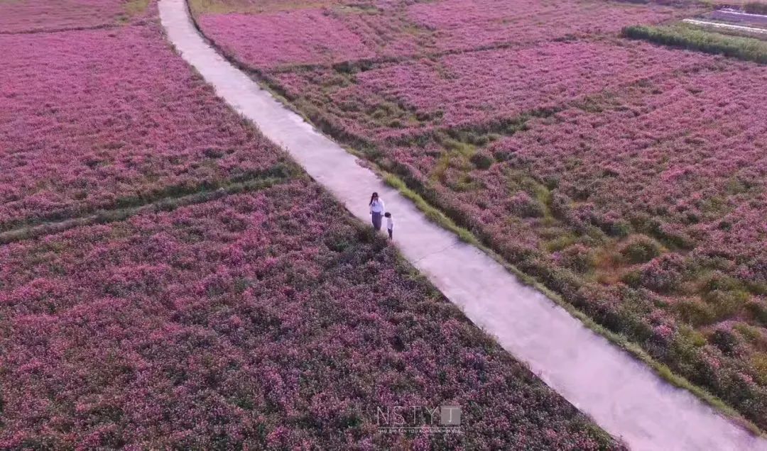 上虞下管 春蕾农业的紫云英花田