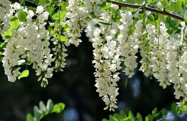 槐花:槐花新雨后,柳影欲秋天