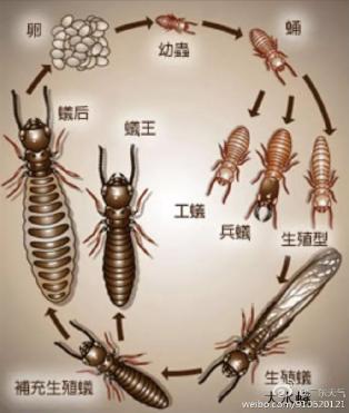 可可可可怕最近很多人被吓得不敢开灯只因它又来袭