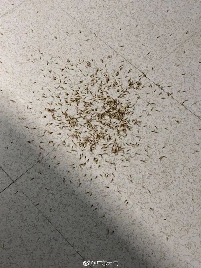 广州人注意飞蚁进屋千万别这么做