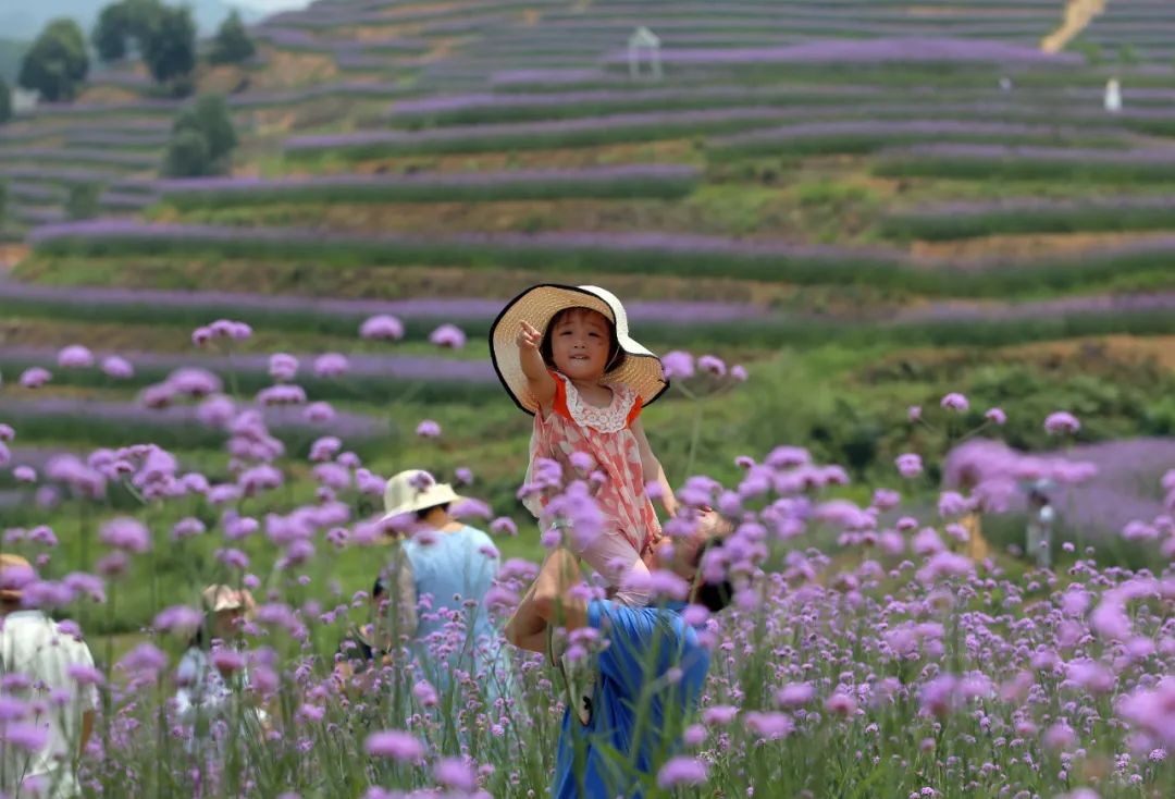 柳版"普罗旺斯"值得去吗?百花岭紫色花海今日开放,真实场景是这样的!