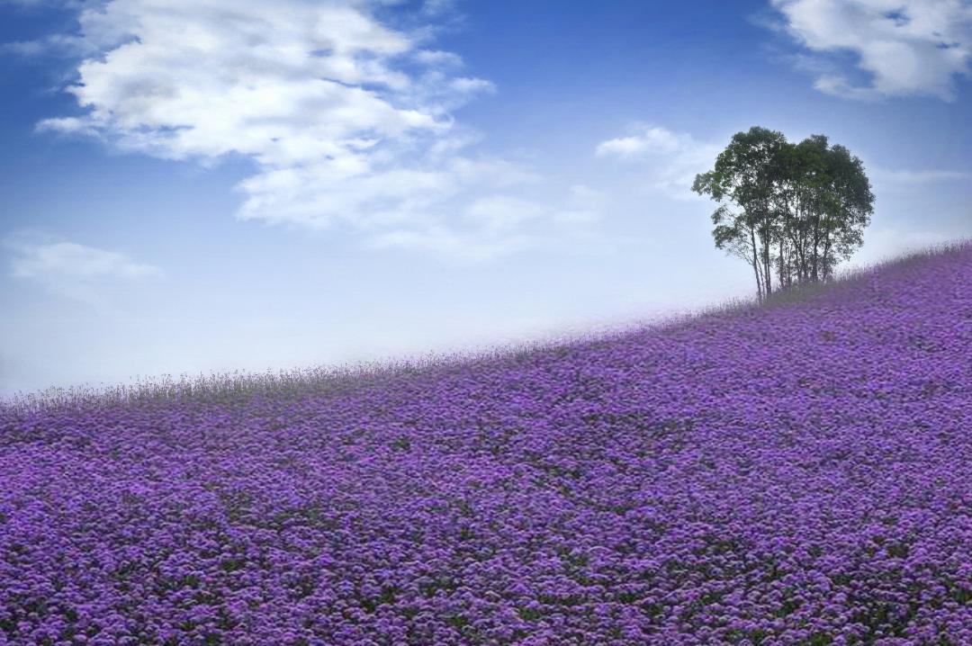 你就会被眼前的一大片花海折服,这满眼绚烂的紫色,仿佛来到浪漫的法国
