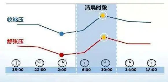 此外,在昼夜节律性的影响下,正常生理状态下人的血压是24小时波动的.