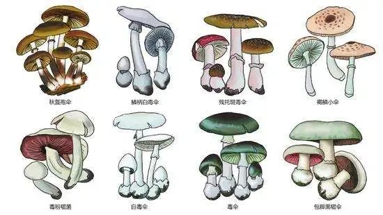 警惕出游时请勿采食菌类菇类植物