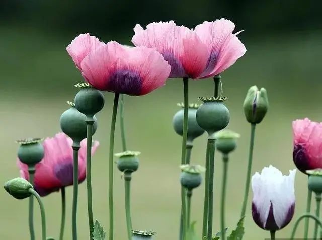 非法种植罂粟,后果很严重!