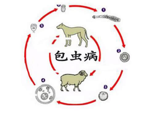 西藏昌都市包虫病人群患病率降至0.1%以下