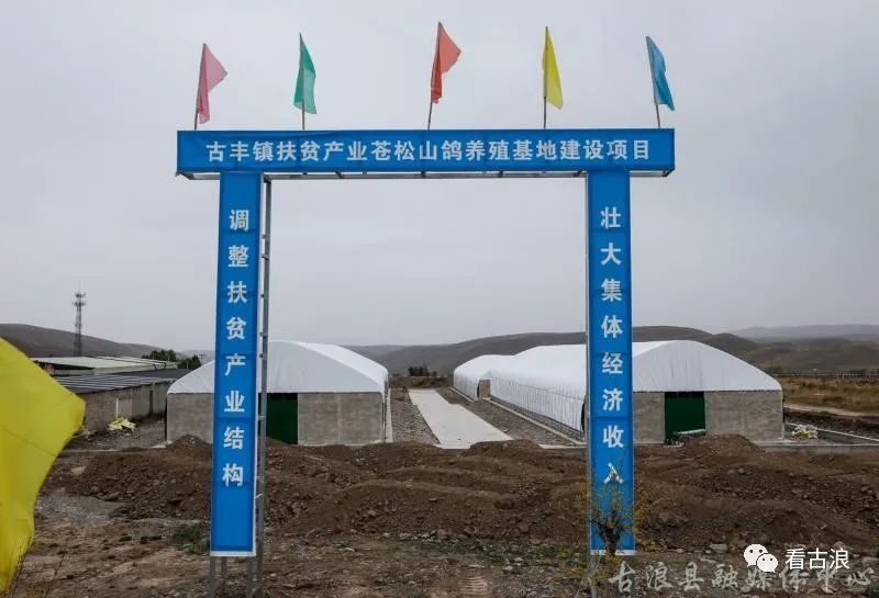 决战决胜脱贫攻坚苍松山鸽啄开致富门脱贫路上金鸽显神通