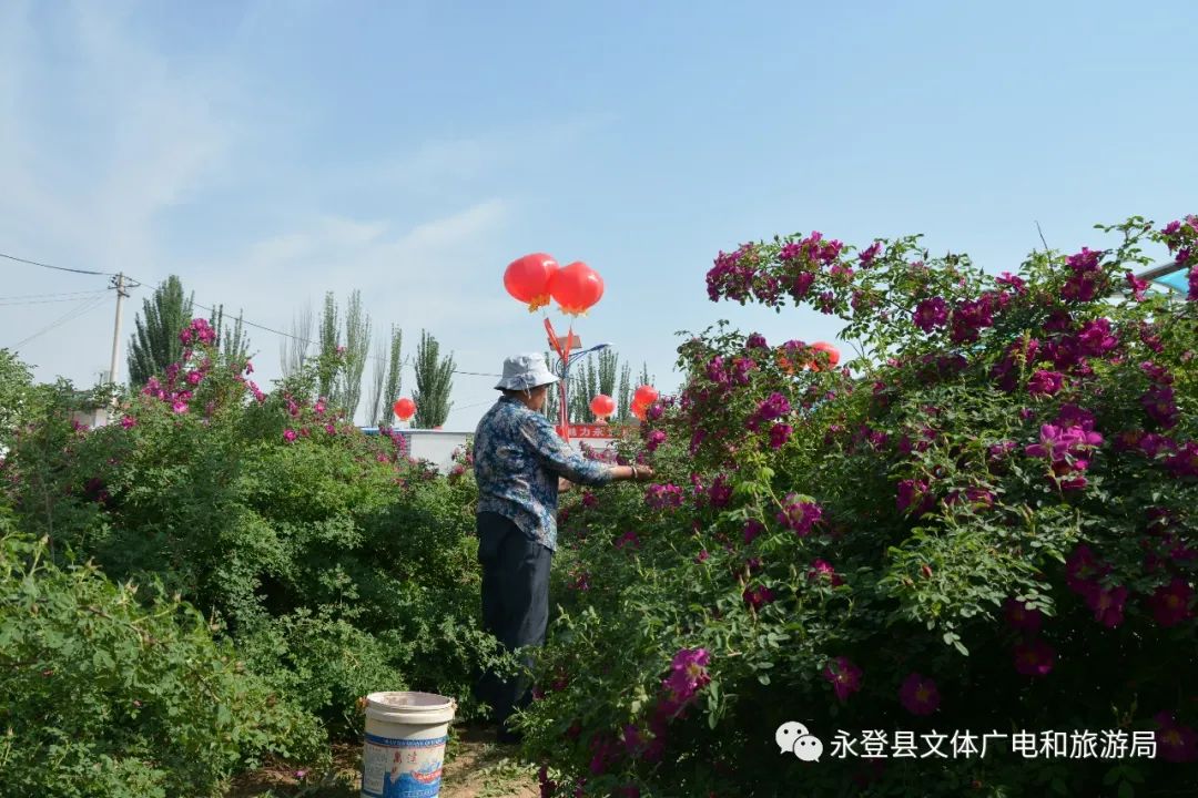 永登县文化和体育旅游局苦水玫瑰栽植已有二百多年的历史,清道光年间