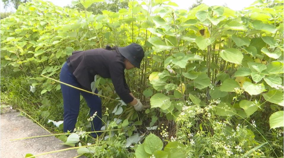 【围观】"草"变"宝"!荣昌苎麻开始打青麻了