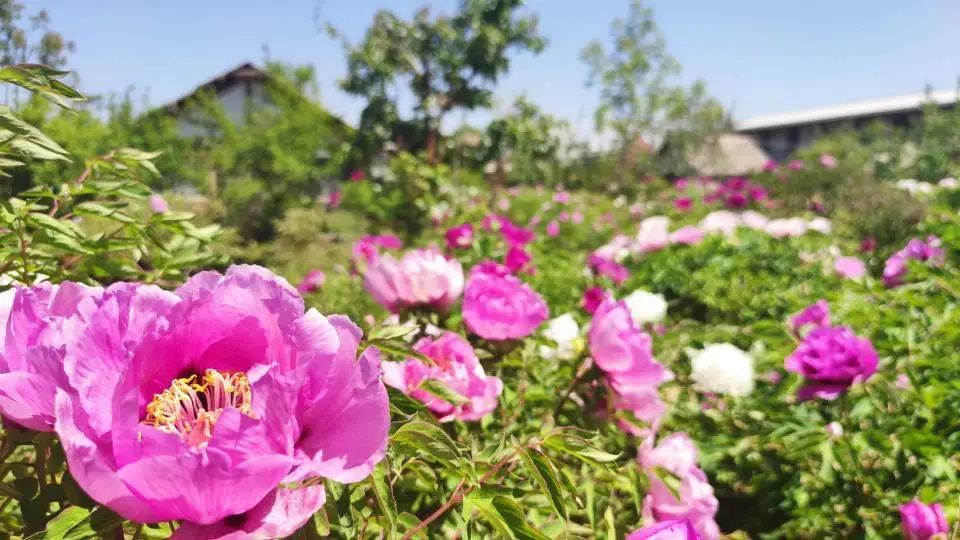 看临洮 规模:种植牡丹1000多亩,古牡丹树约4000 棵.