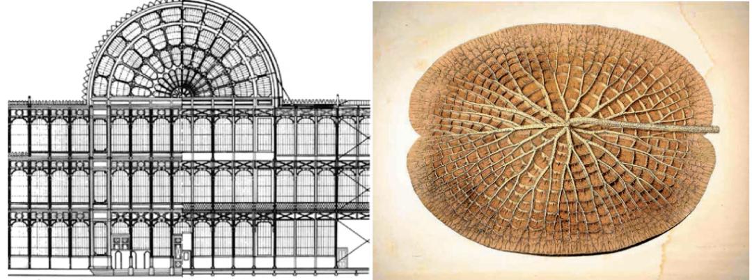 了一栋铸铁和玻璃结构的庞大建筑,并模仿亚马逊王莲的莲叶叶脉结构