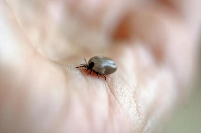 蜱虫的幼虫,若虫,成虫时期都以吸血为生,主要寄生于