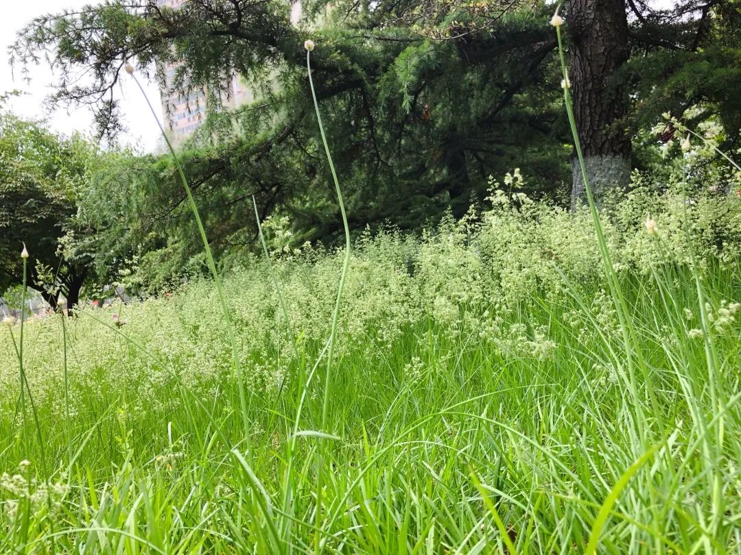 晴日暖风小满至绿荫幽草胜花时