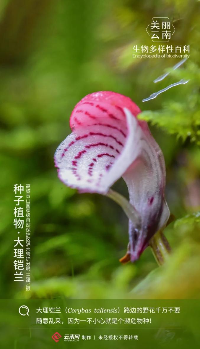 美丽云南——生物多样性百科 今天要带大家了解的是 种子植物