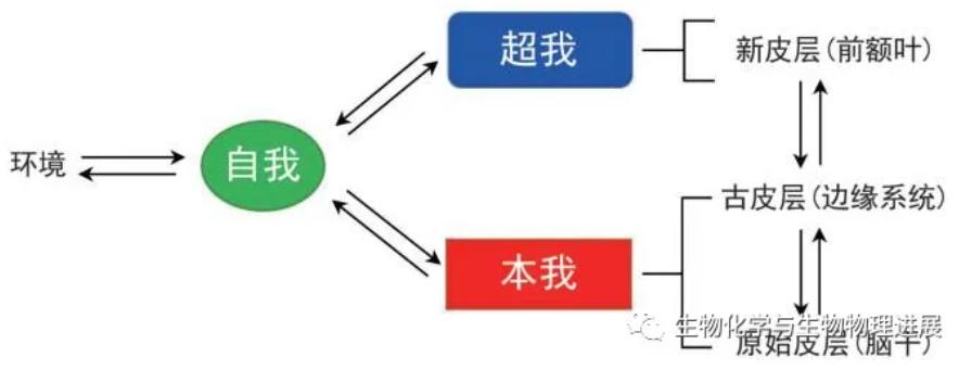 前沿科普我命由我不由天一文搞懂本我自我和超我