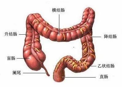 吃完饭就想要上厕所,真的是直肠子吗?