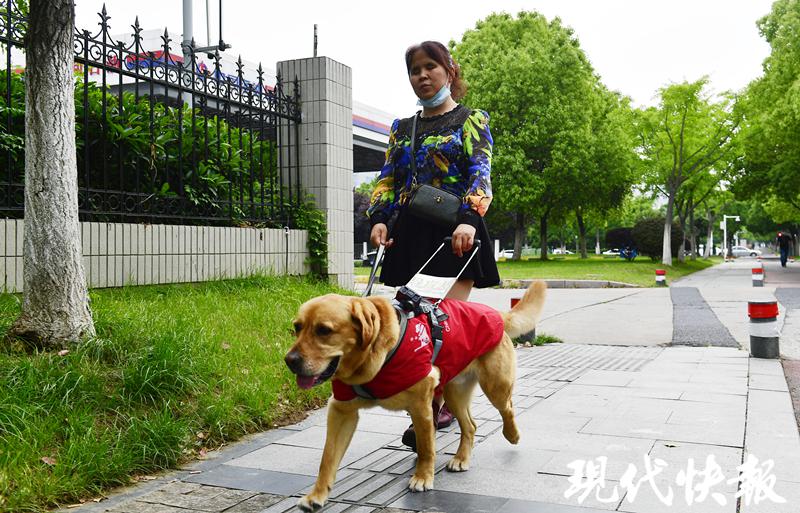 南京2万多盲人只有4只导盲犬为何导盲犬国内一狗难求